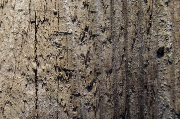 The texture of the wood panel in the rays of sunlight