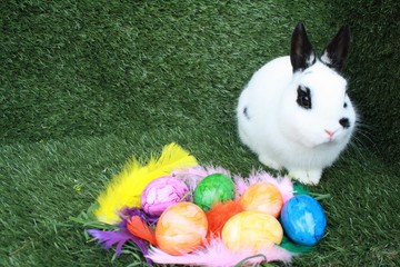 easter bunny and eggs