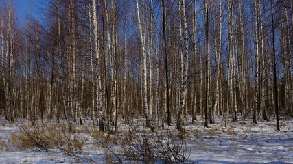 river in the forest in spring