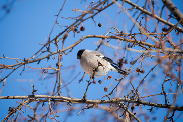 bullfinch on a wild apple tree eats berries against a blue sky