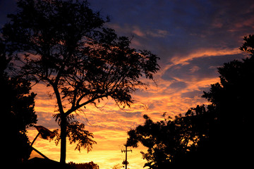 Obraz na płótnie Canvas Silhoutte of a tree on sunset