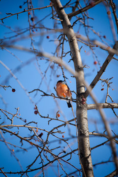 bullfinch on a wild apple tree eats berries against a blue sky