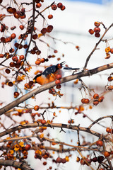 bullfinch on a wild apple tree eats berries against a blue sky
