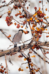 bullfinch on a wild apple tree eats berries against a blue sky