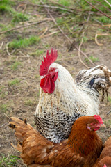 Rooster and chickens in the yard of a Polish farm.