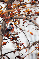 bullfinch on a wild apple tree eats berries against a blue sky