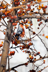 bullfinch on a wild apple tree eats berries against a blue sky