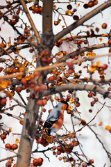 bullfinch on a wild apple tree eats berries against a blue sky