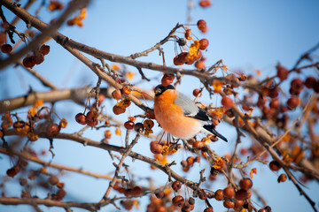 bullfinch sits on a wild apple tree and eats berries against a blue sky