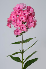 Inflorescence of pink phlox Isolated on a gray background.