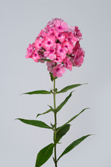 Inflorescence of pink phlox Isolated on a gray background.
