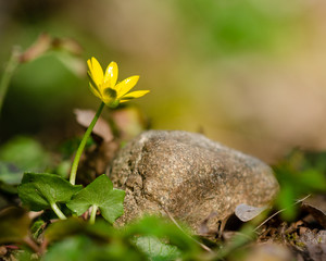 Close-up of Ficaria verna