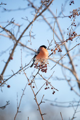 bullfinch sits on a wild apple tree and eats berries against a blue sky