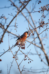 bullfinch sits on a wild apple tree and eats berries against a blue sky