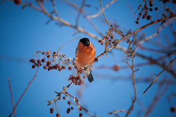 bullfinch on a wild apple tree eats berries against a blue sky