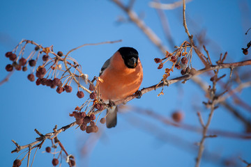 bullfinch on a wild apple tree eats berries against a blue sky