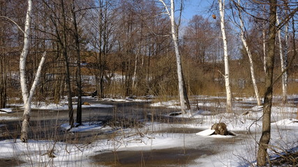 Spring landscape: river flooding in the forest in early spring on a warm Sunny day