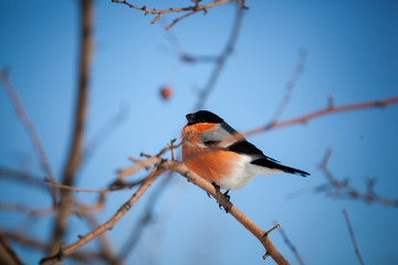 bullfinch sits on a wild apple tree and eats berries against a blue sky