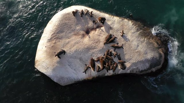aerial seals resting on a rock in the ocean