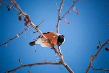 bullfinch sits on a wild apple tree and eats berries against a blue sky