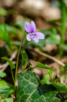 Close-up of Viola reichenbachiana