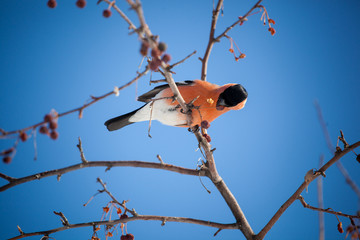 bullfinch sits on a wild apple tree and eats berries against a blue sky