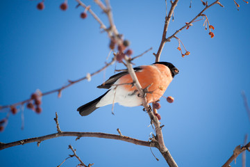 bullfinch sits on a wild apple tree and eats berries against a blue sky