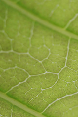 Leaves Tropical forest trees texture background wallpaper