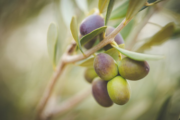 Close up image of lovely organic olives freshly picked in an olive orchard