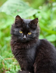 Naklejka na ściany i meble Fluffy black siberian cat portrait on green grass background