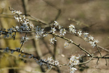 Blüte, Natur, Frühling, weiß, grün, Ast, Baum