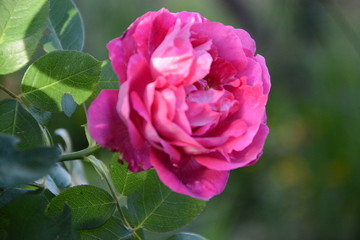 Pink rose