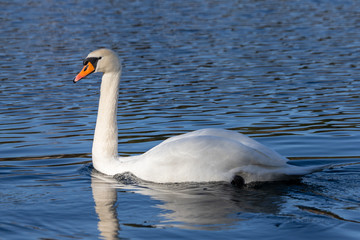 Obraz premium swan on a lake
