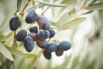 Close up image of lovely organic olives freshly picked in an olive orchard