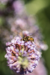 Fototapeta premium bee on flower