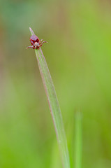 a tick on a leaf waiting for its host