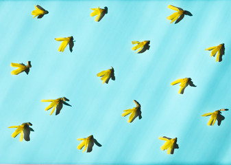 Summer pattern made with yellow flowers and shadow on bright light blue background. Minimal spring concept. Natural  cosmetics and aromatherapy