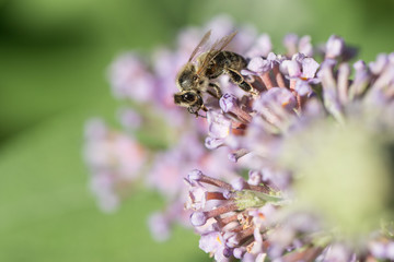 bee on flower