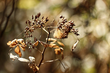 산수국 드라이플라워