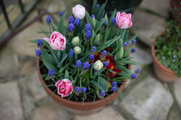 Tulips and muskari plants in bloom in terracota pot