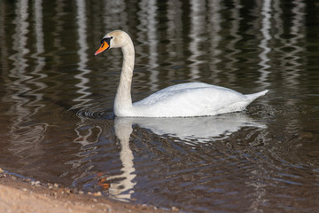 swan on a lake