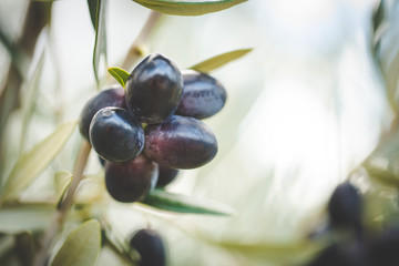Close up image of lovely organic olives freshly picked in an olive orchard