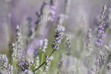 field of lavender