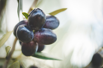 Close up image of lovely organic olives freshly picked in an olive orchard