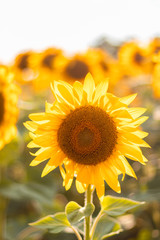 Beautiful yellow sunflower flower in a yellow natural endless field on a sunny day. Summer concept. Vertical photo for smartphone