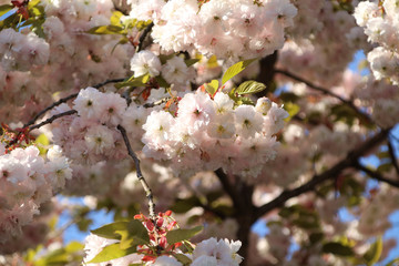 cherry tree blossom