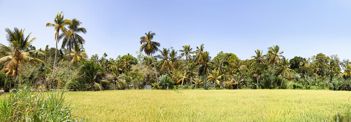 Rice field panorama with palm trees and blue sky.