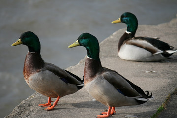 Three male ducks standing on a wall close to water in background