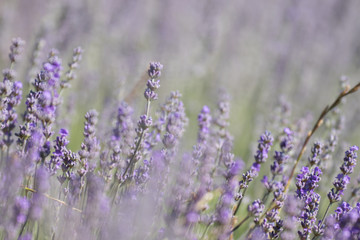 field of lavender