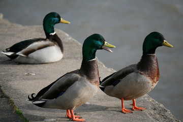 Three male ducks standing on a wall close to water in background